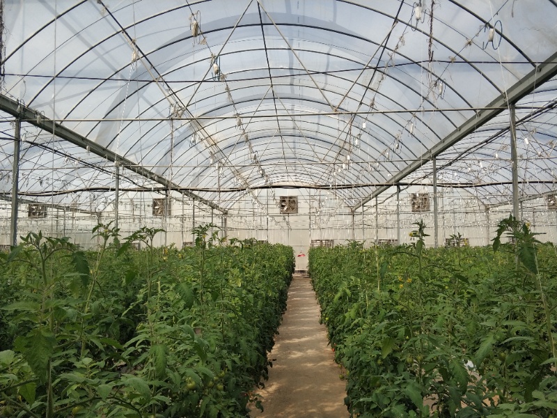 Tomato Greenhouse