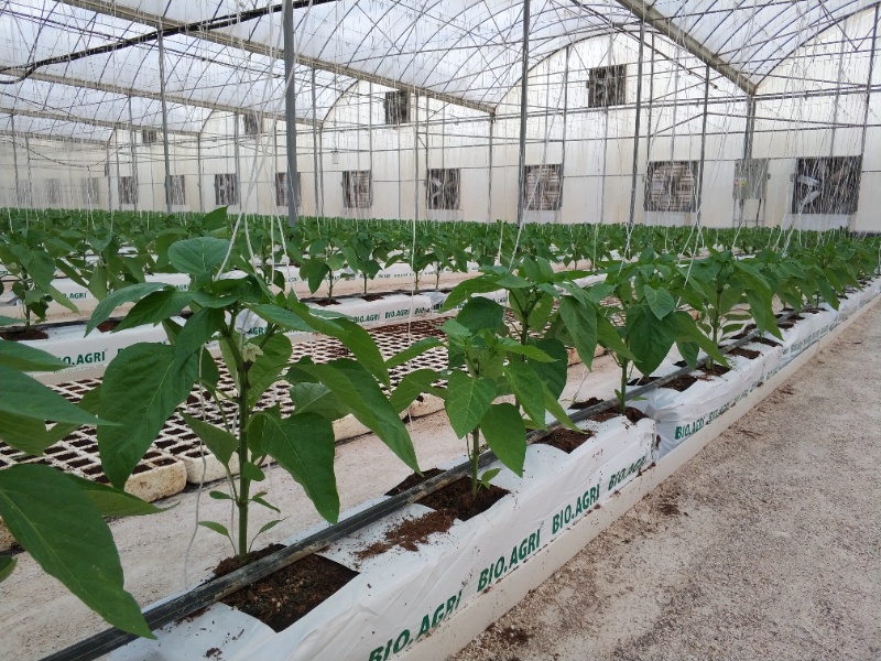 Pepper Greenhouse