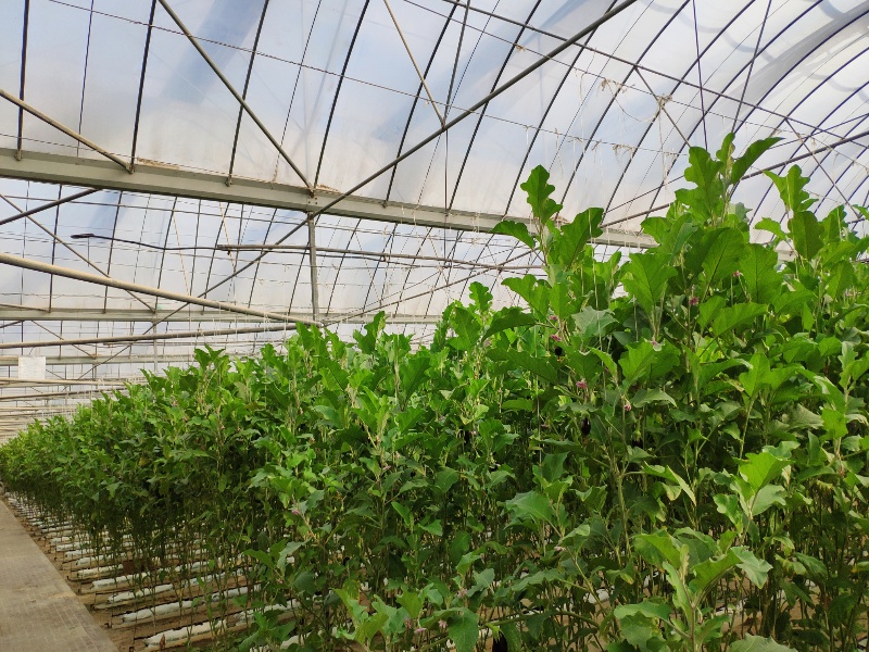 Eggplant Greenhouse