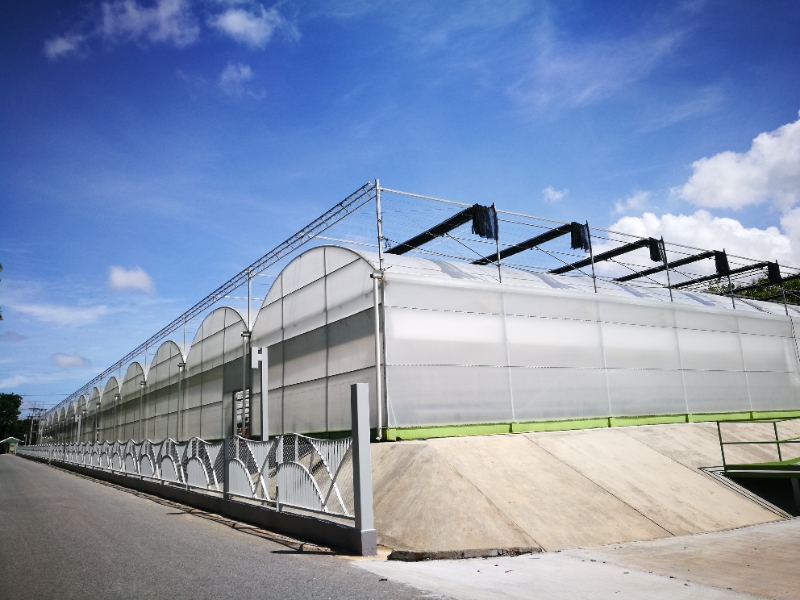 Strawberry Greenhouse