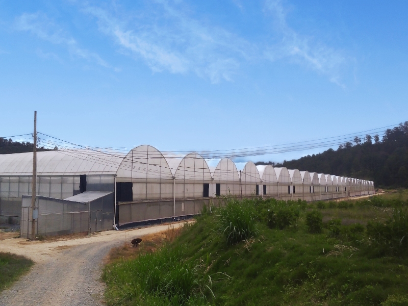 Chrysanthemum Greenhouse