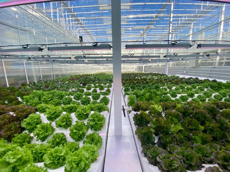 Aeroponic Greenhouse