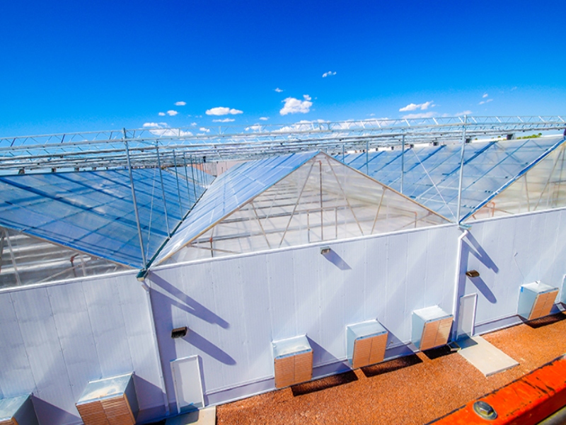 Cannabis Greenhouse