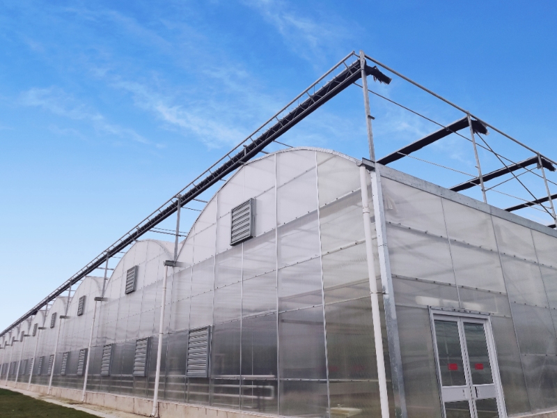 Tomato Greenhouse