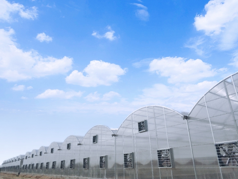 Cucumber Greenhouse