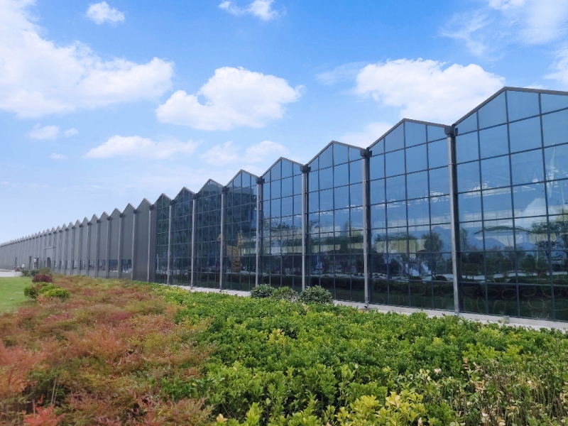 Tomato Glasshouse