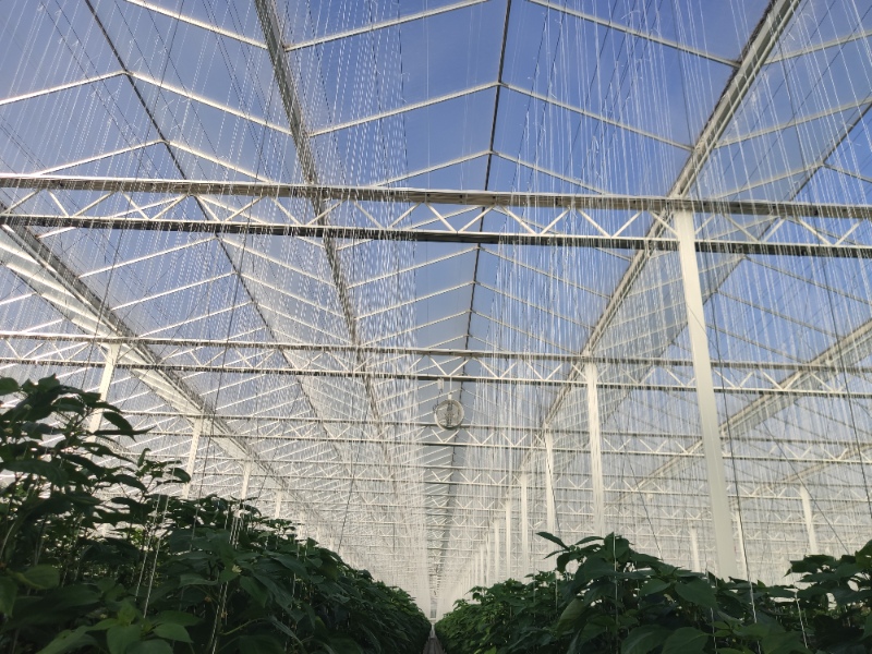 Capsicum Glasshouse