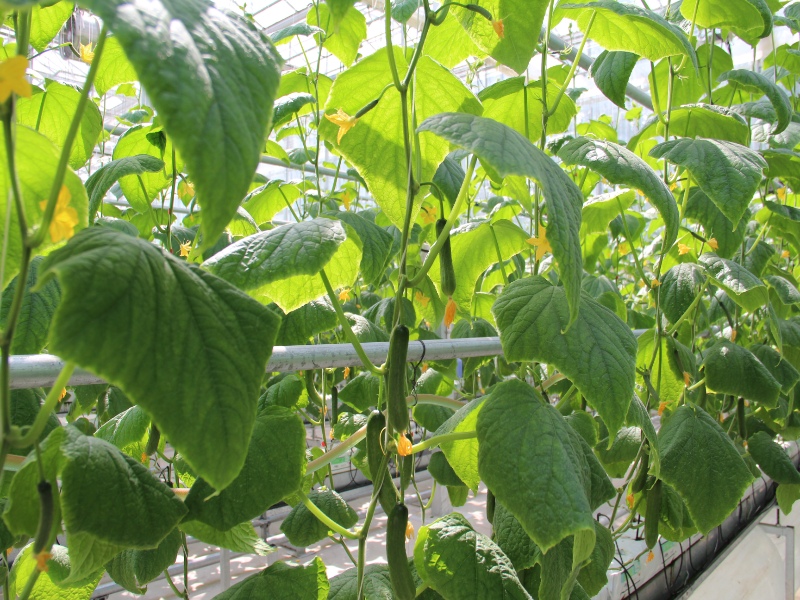 Cucumber Glasshouse