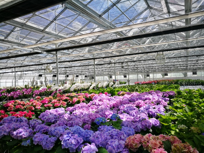 Flower Glasshouse