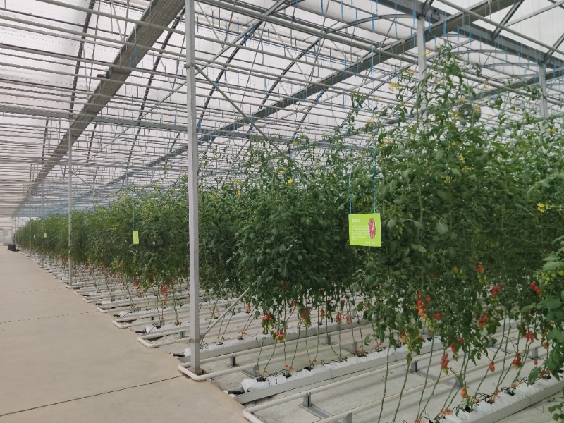 Tomato Greenhouse