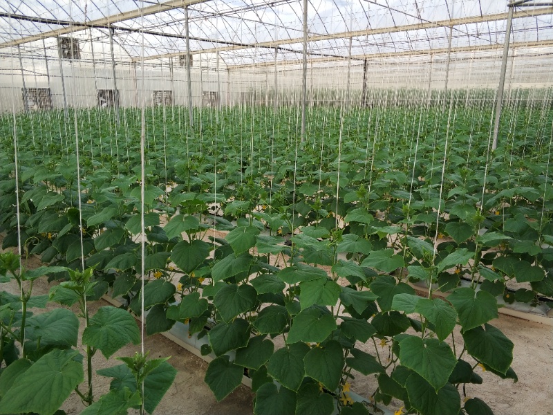 Cucumber Greenhouse