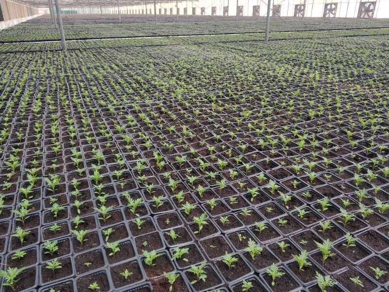 Nursery Greenhouse