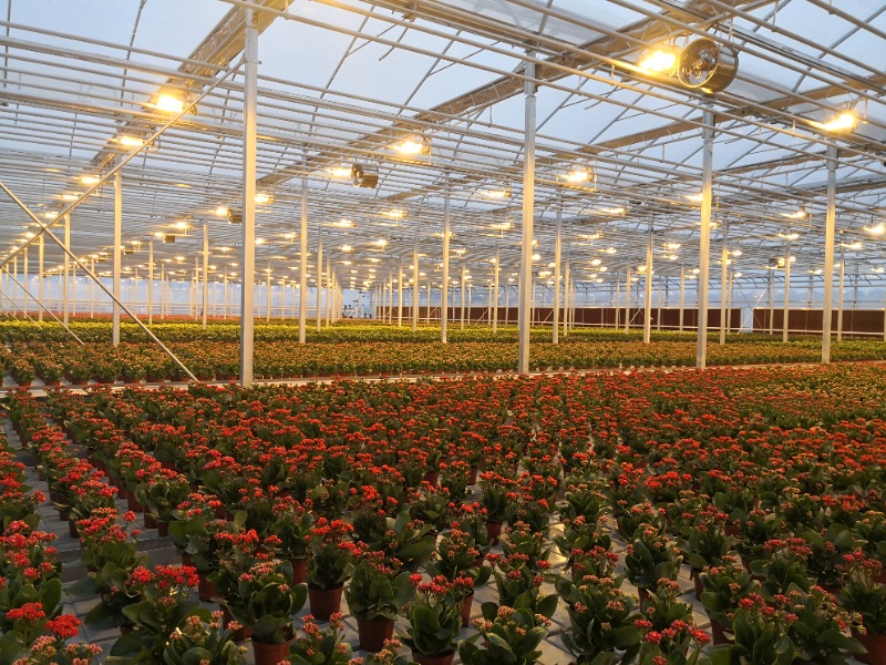 Flower Greenhouse