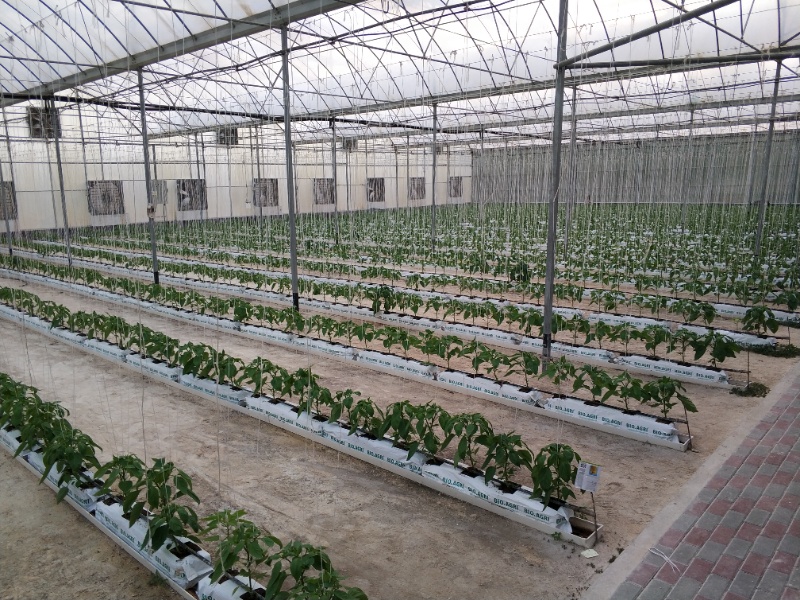 Pepper Greenhouse