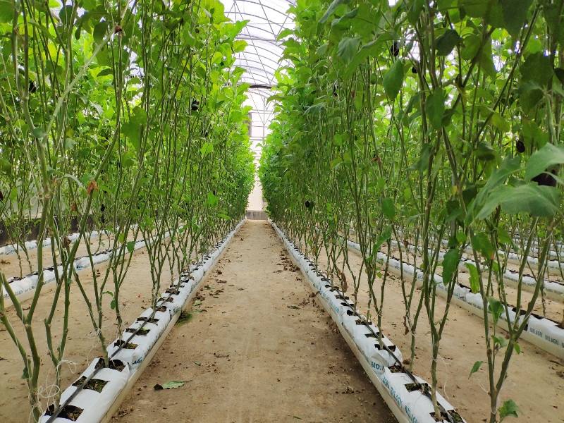 Eggplant Greenhouse