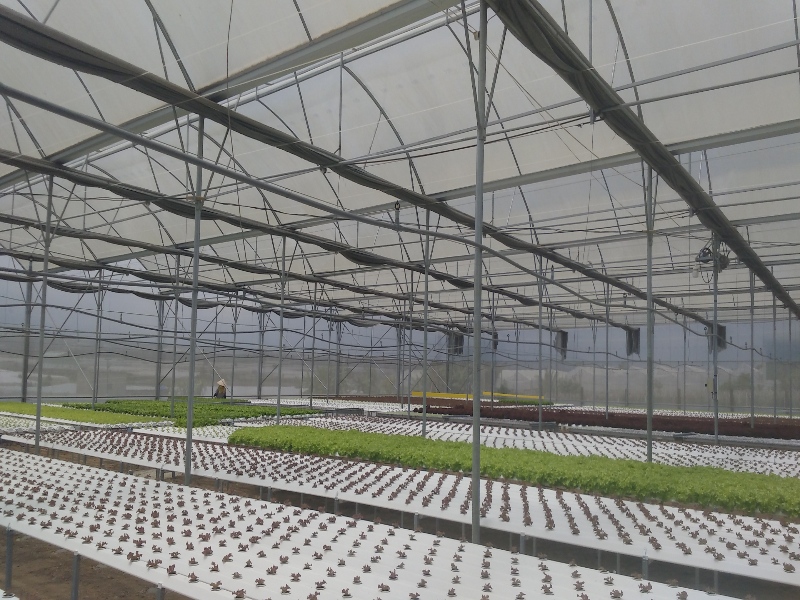 Lettuce Greenhouse