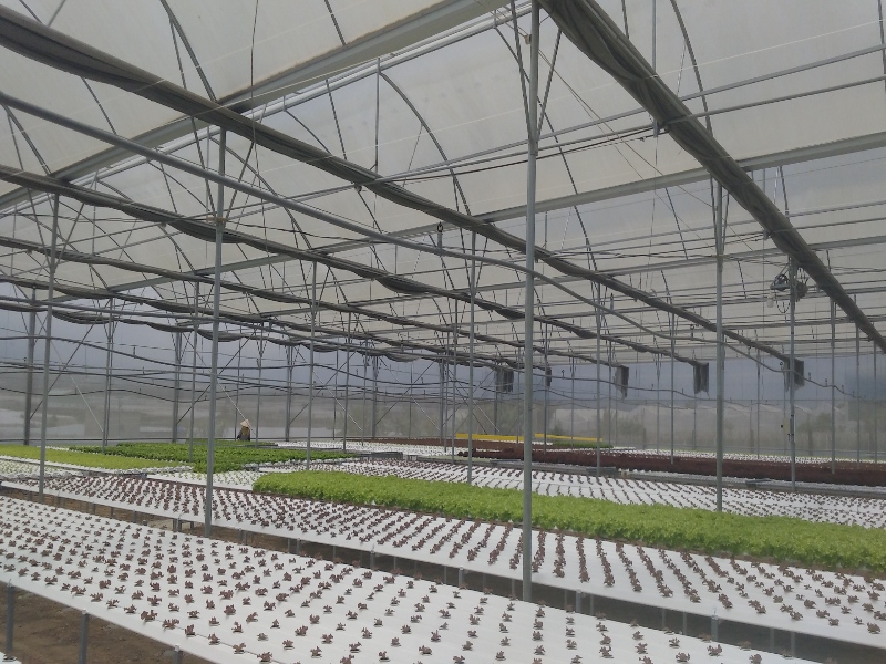 Lettuce Greenhouse