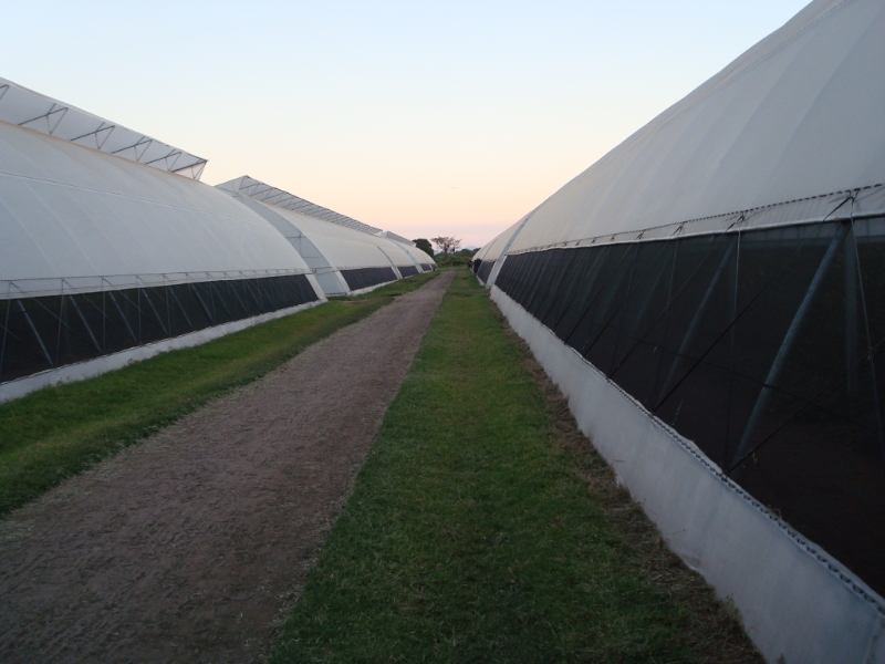 Fixed Vent Greenhouse