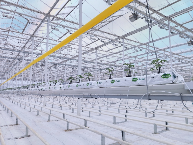 Tomato Glasshouse