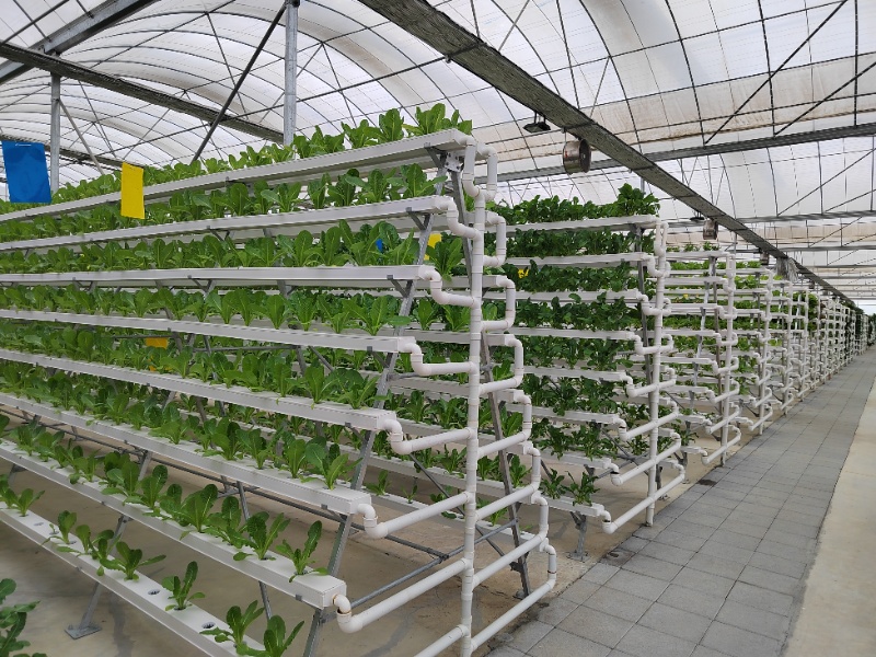 Lettuce Greenhouse