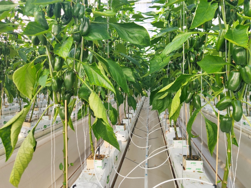 Capsicum Glasshouse