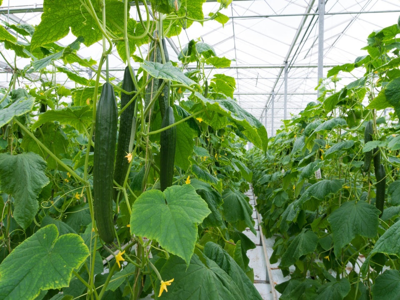 Cucumber Glasshouse