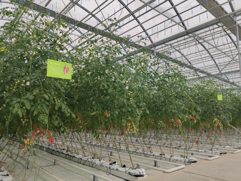 Tomato Greenhouse