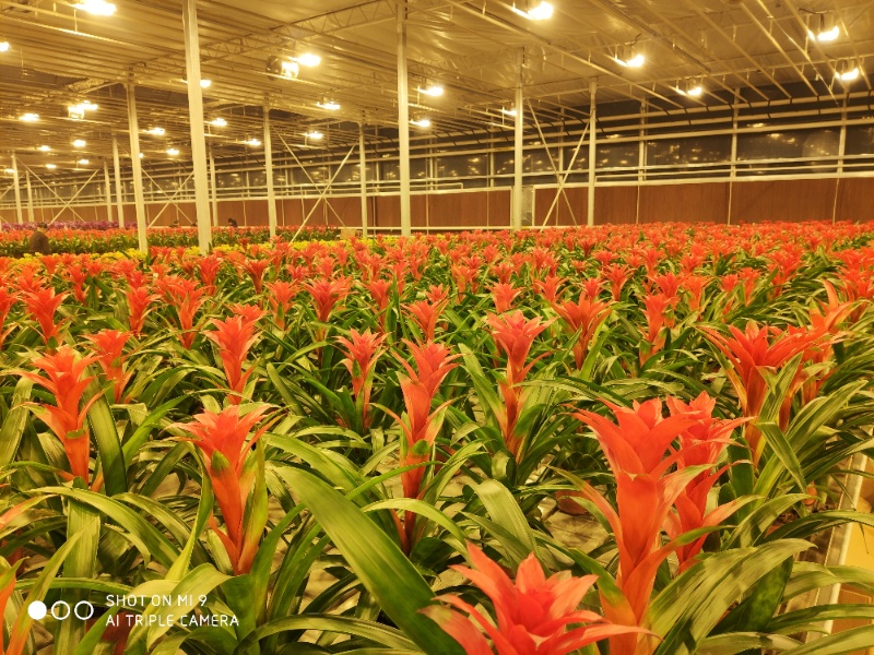 Flower Greenhouse