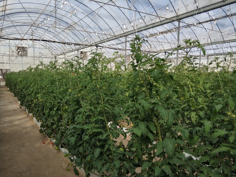 Tomato Greenhouse