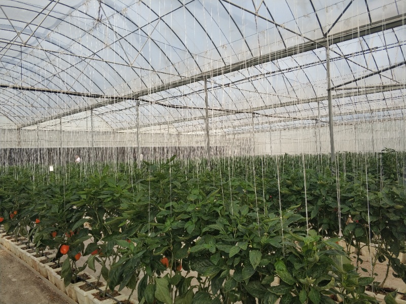 Pepper Greenhouse