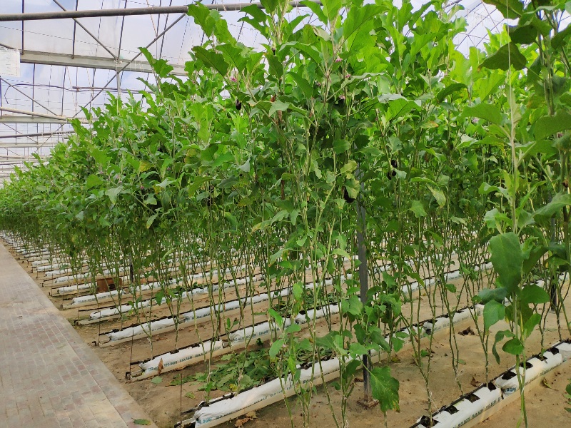 Eggplant Greenhouse