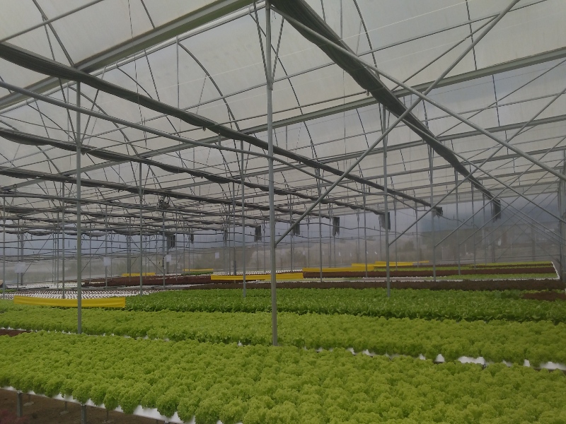 Lettuce Greenhouse