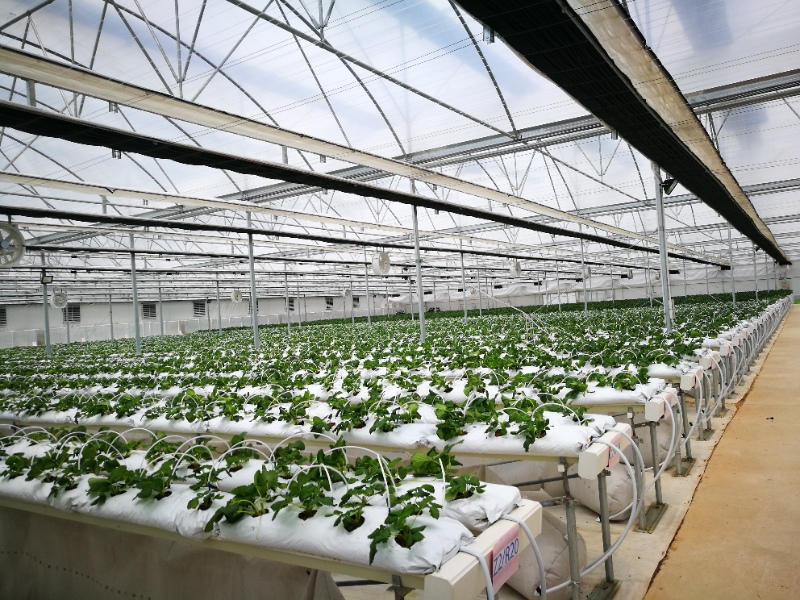 Strawberry Greenhouse