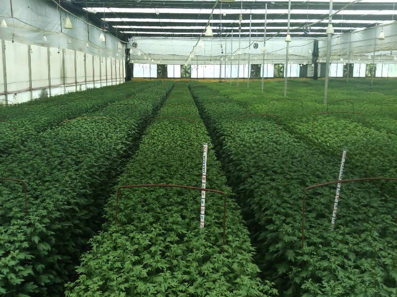 Chrysanthemum Greenhouse