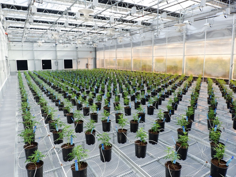 Cannabis Greenhouse