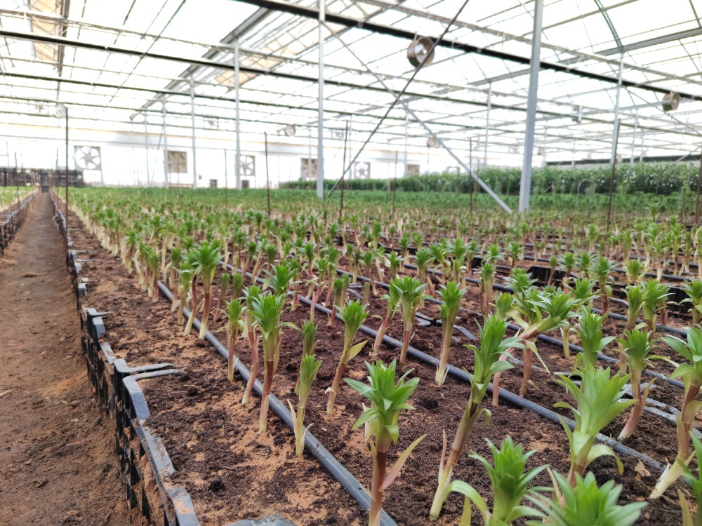 Drip Irrigation