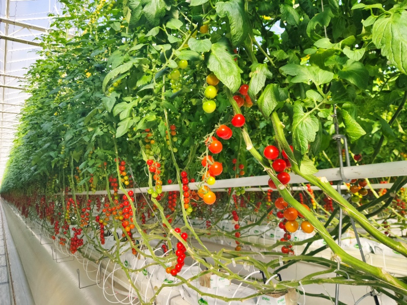 Tomato Glasshouse