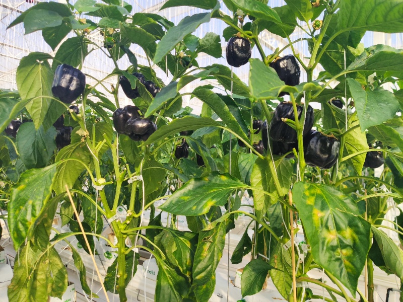 Capsicum Glasshouse