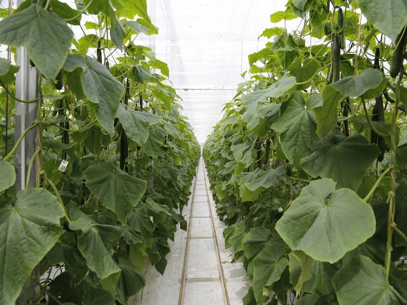 Cucumber Glasshouse