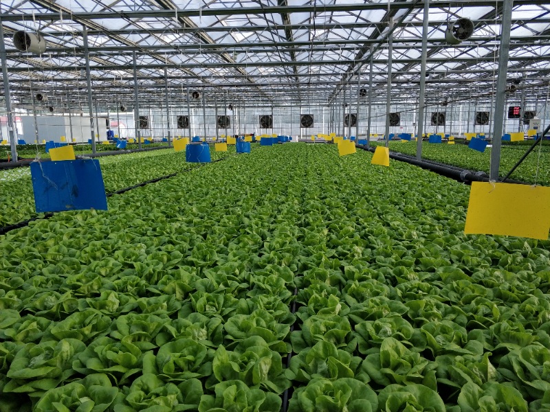 Lettuce Greenhouse