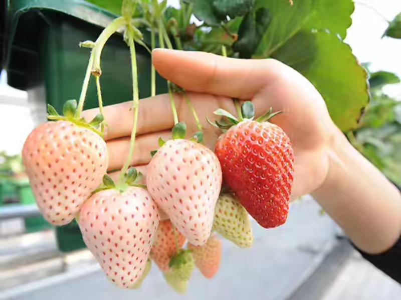 Strawberry Glasshouse