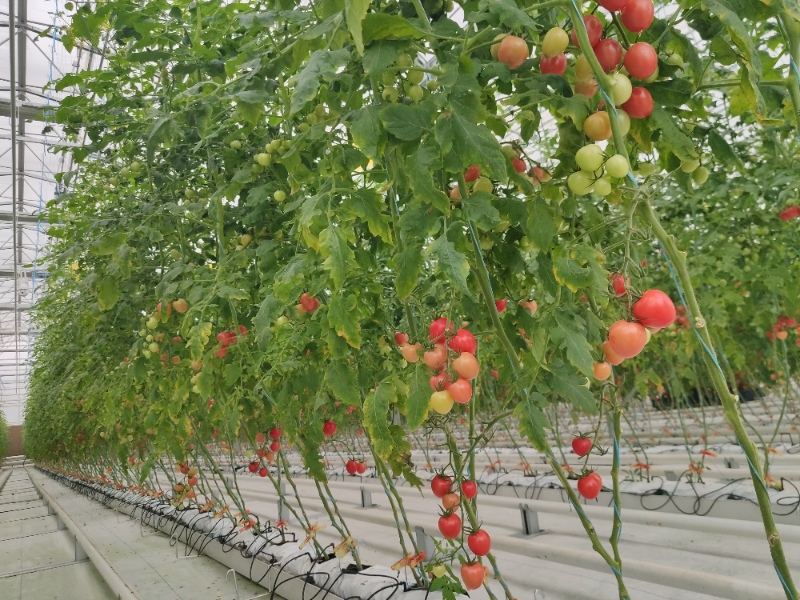 Tomato Greenhouse