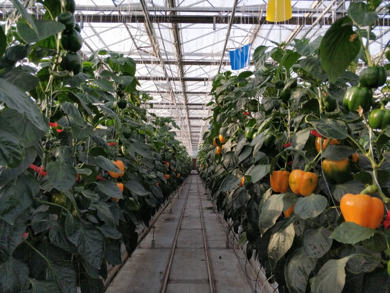 Pepper Greenhouse