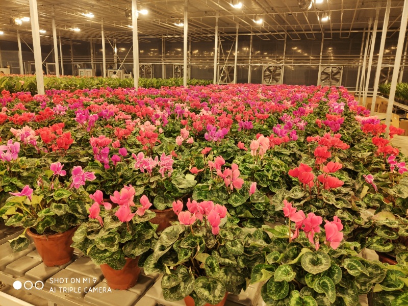 Flower Greenhouse