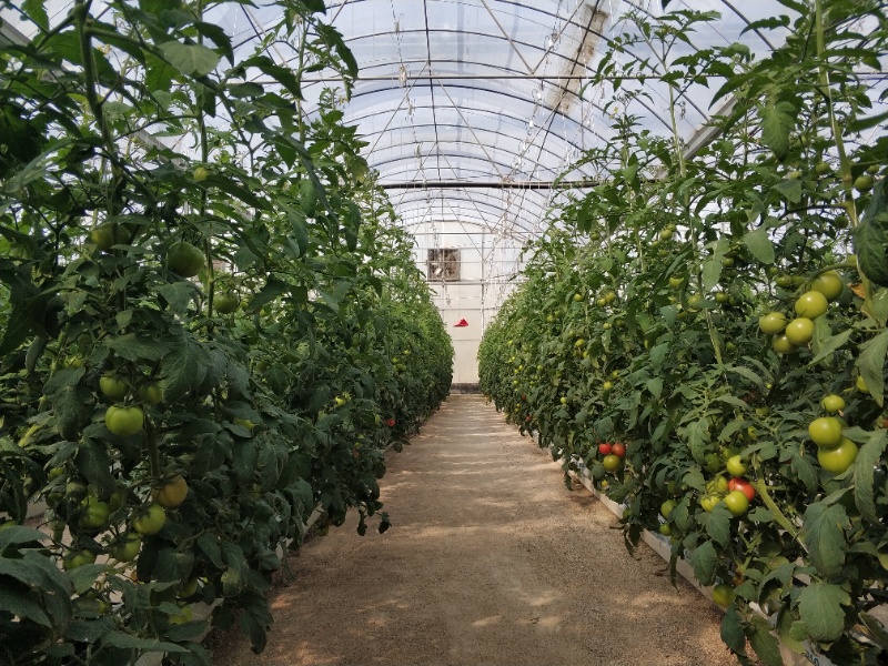 Tomato Greenhouse