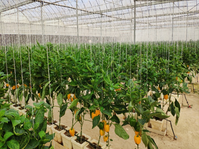 Pepper Greenhouse