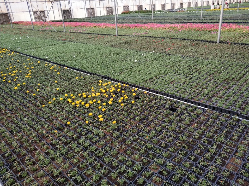 Nursery Greenhouse