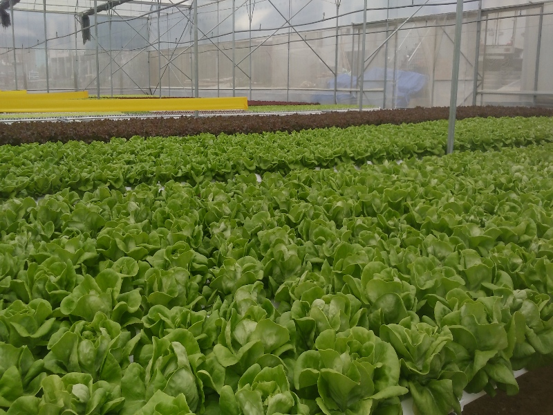 Lettuce Greenhouse