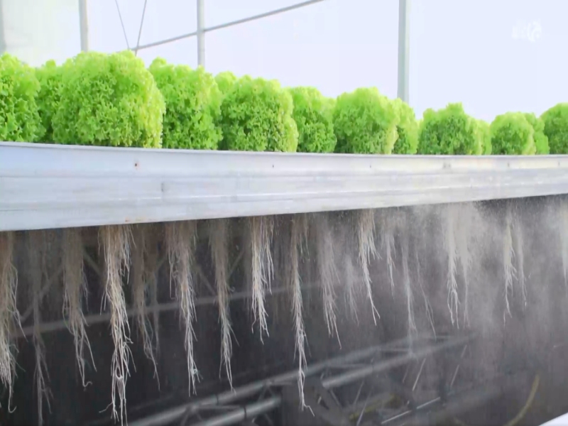 Aeroponic Greenhouse