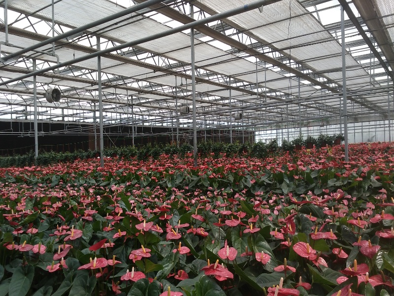 Flower Glasshouse